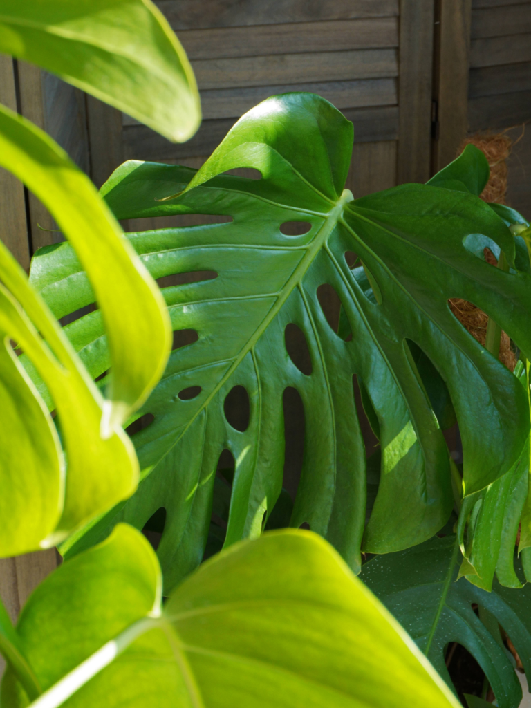 Comment entretenir le monstera