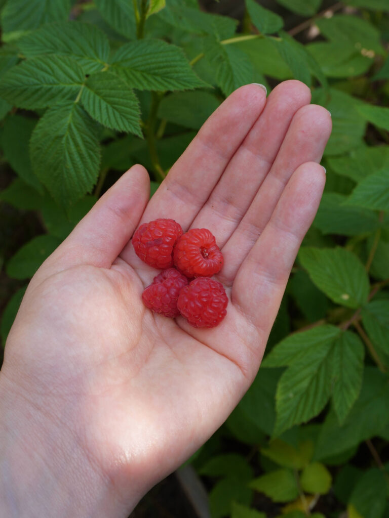 Comment bouturer les racines du framboisier