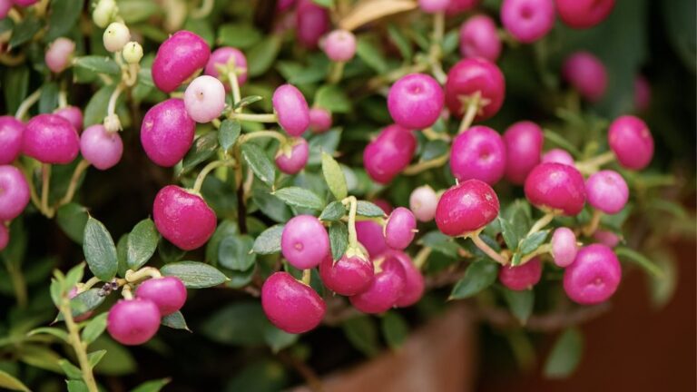 Composer une jardinière d&rsquo;automne : quelles plantes choisir ?