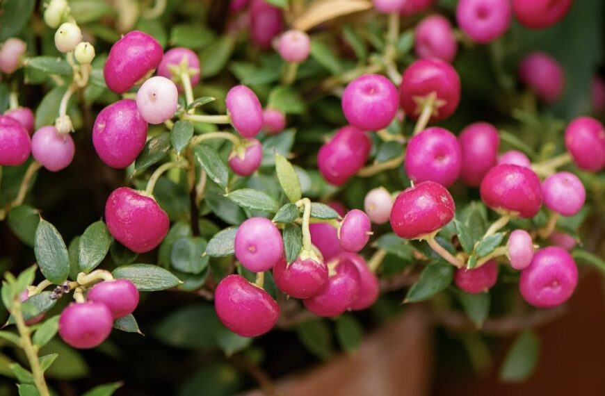 Composer une jardinière d&rsquo;automne : quelles plantes choisir ?