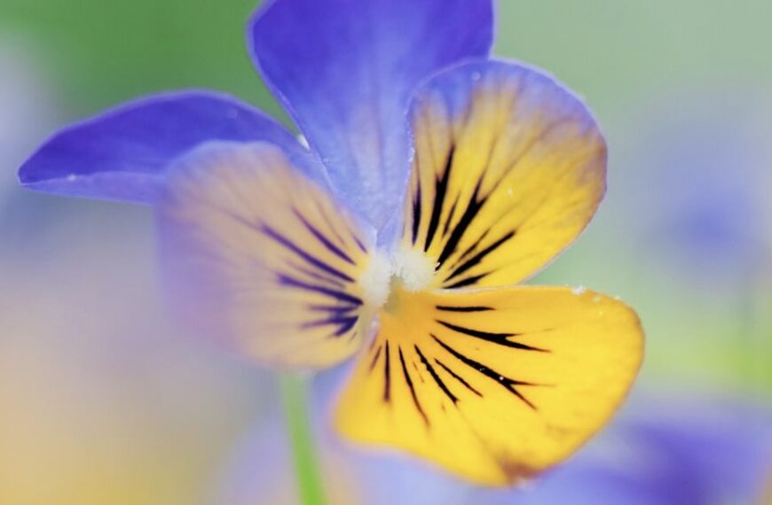 Composer une jardinière d&rsquo;hiver : quelles plantes choisir ?