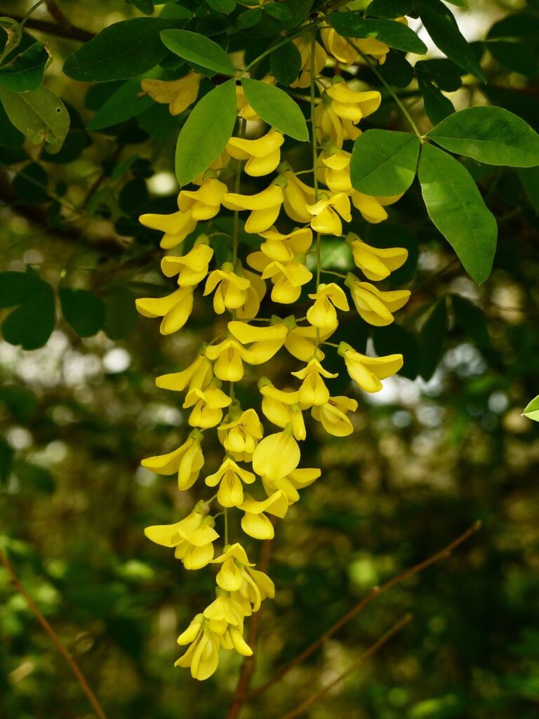 Ne pas confondre les fleurs comestibles d'acacia avec les fleurs toxiques de cytise