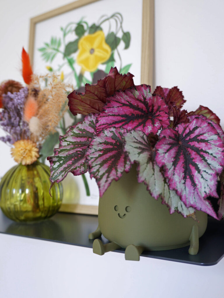 La culture du bégonia en intérieur