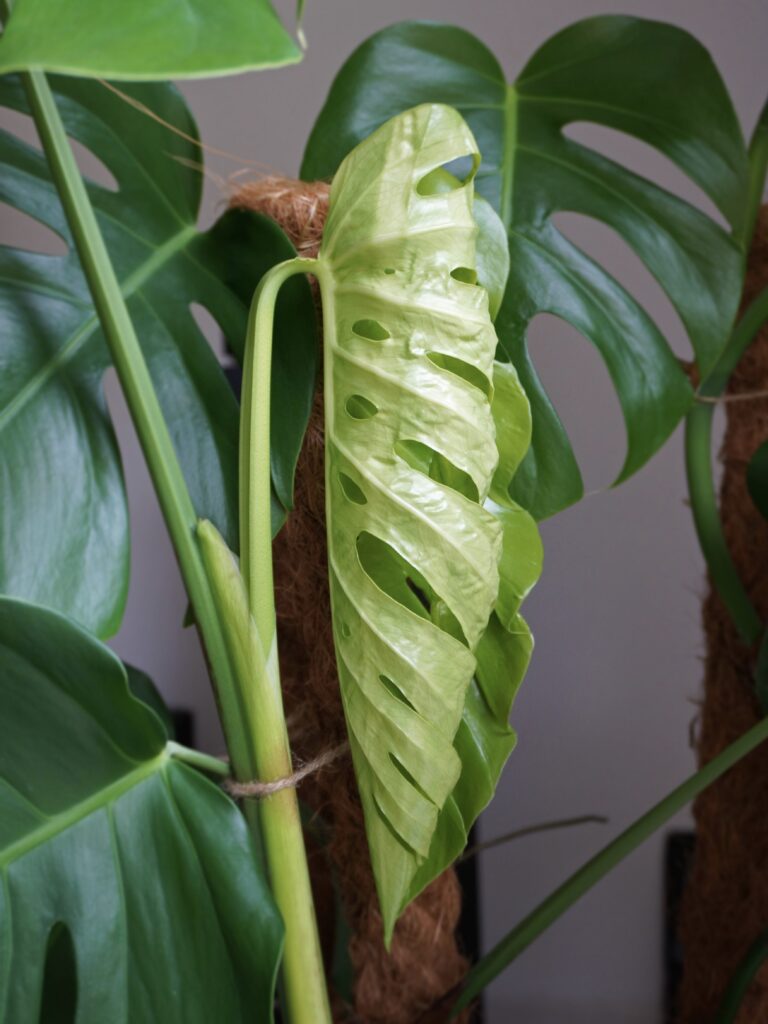 Fenestrations feuille monstera