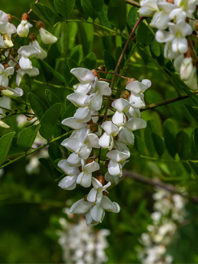 Fleurs comestibles robinier faux acacia