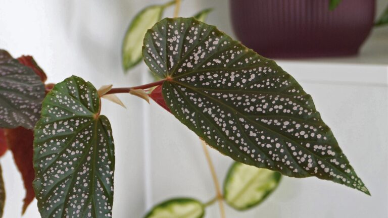 Comment entretenir votre bégonia : le guide complet