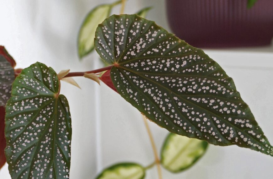 Comment entretenir votre bégonia : le guide complet