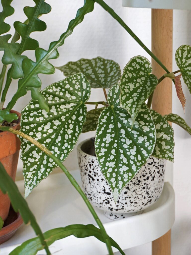 Problèmes fréquents culture bégonia