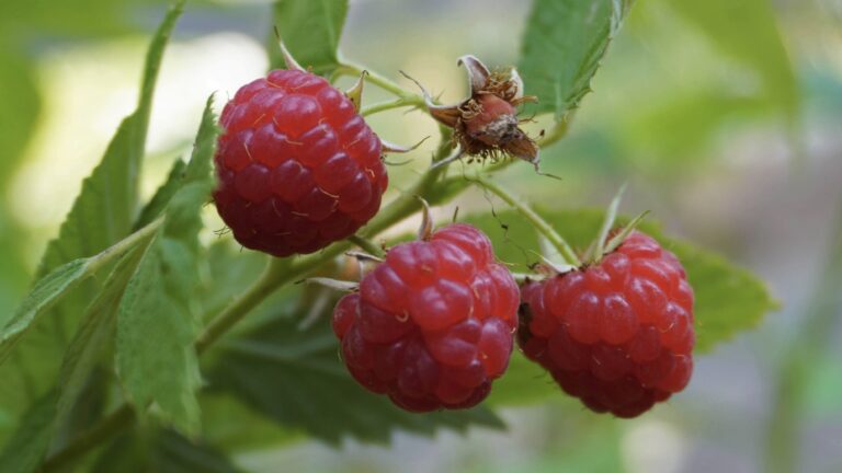 Comment bouturer le framboisier