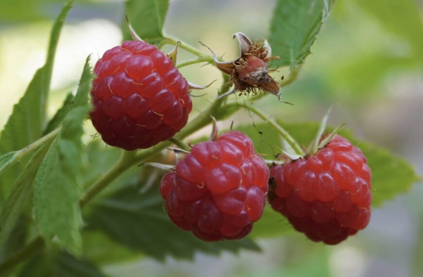 Comment bouturer le framboisier