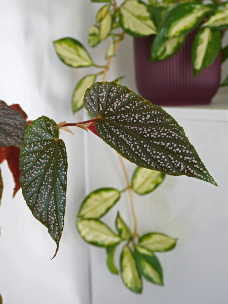 Tout savoir sur l'entretien du bégonia