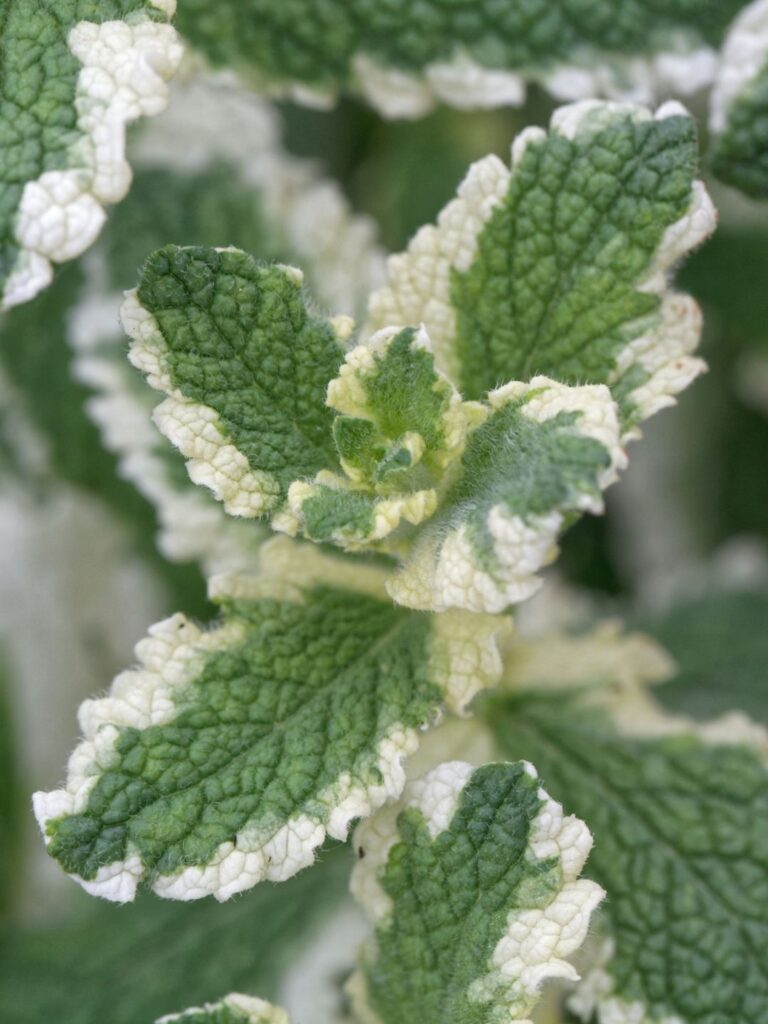 Les variétés de menthe au goût original