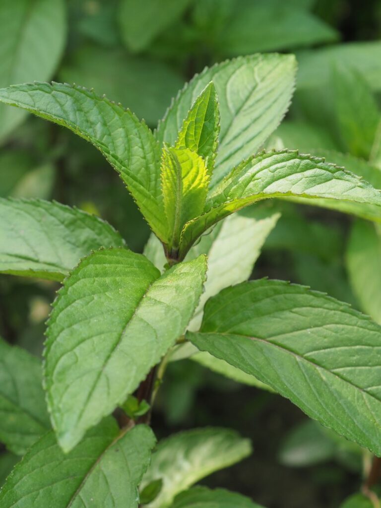 Les variétés originales et méconnues de menthe parfumée