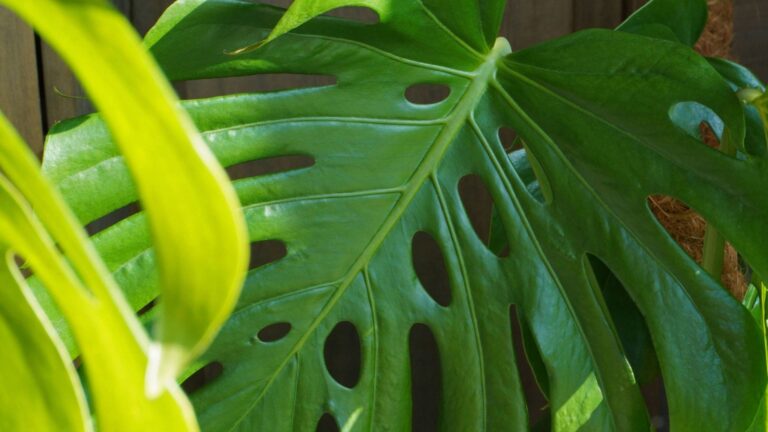 Comment entretenir votre monstera : le guide complet
