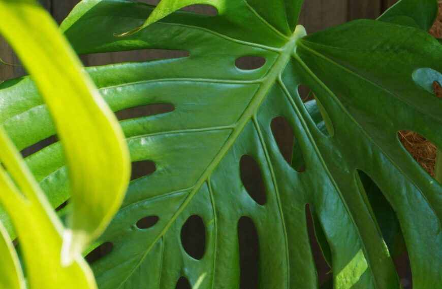 Comment entretenir votre monstera : le guide complet