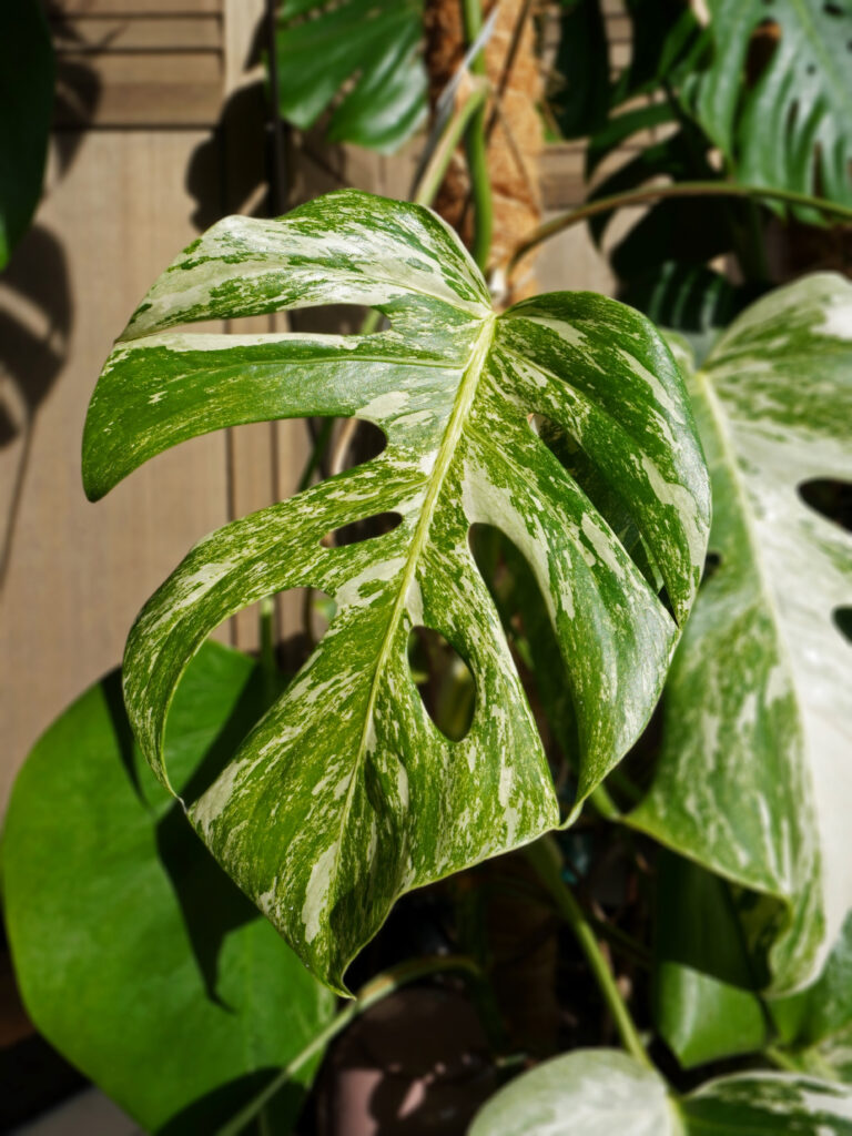 Problèmes les plus fréquents monstera