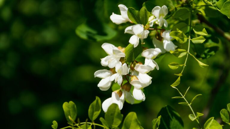 Recette de beignets de fleurs d&rsquo;acacia