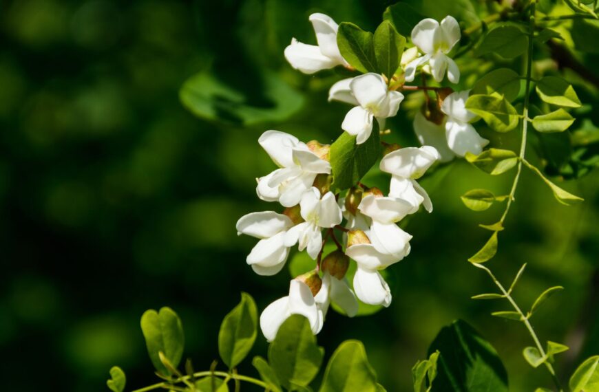 Recette de beignets de fleurs d&rsquo;acacia
