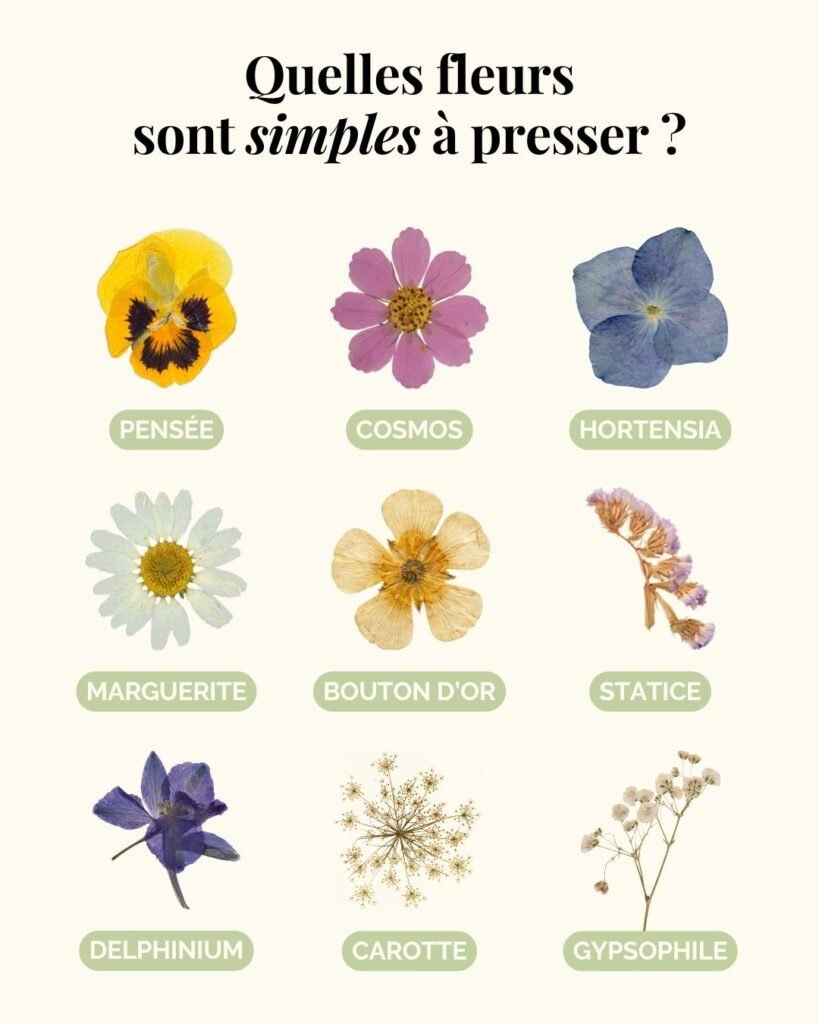 Quelles fleurs sont simples à presser