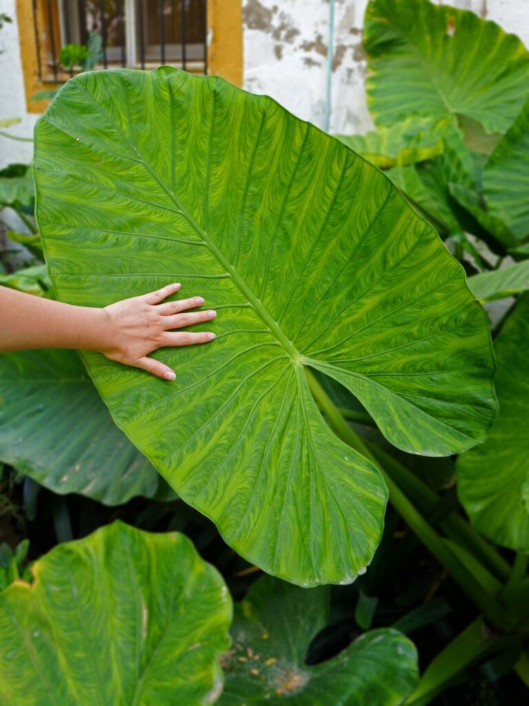 Problèmes fréquents alocasia