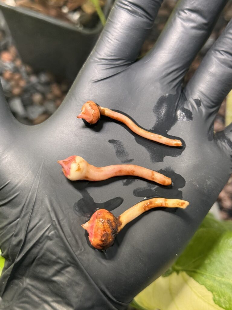 Bulbes alocasia risques pourriture