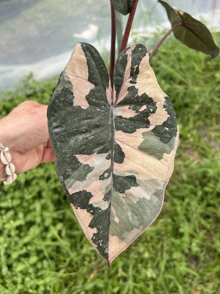 Comment entretenir un alocasia