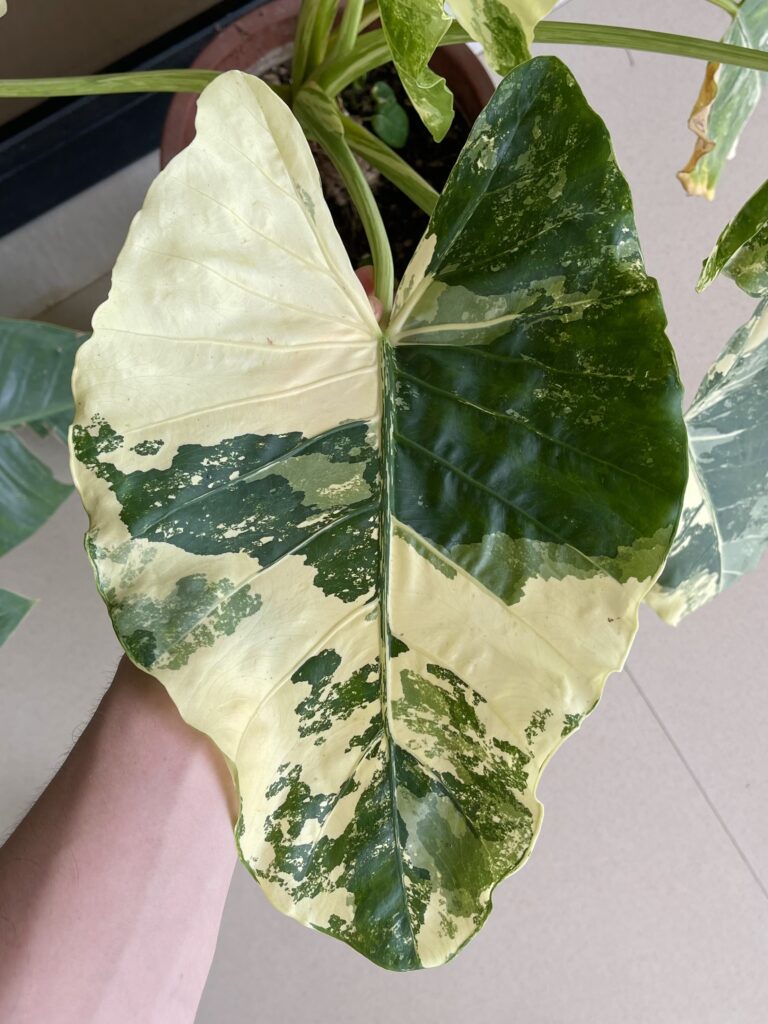 Entretien alocasia variegata