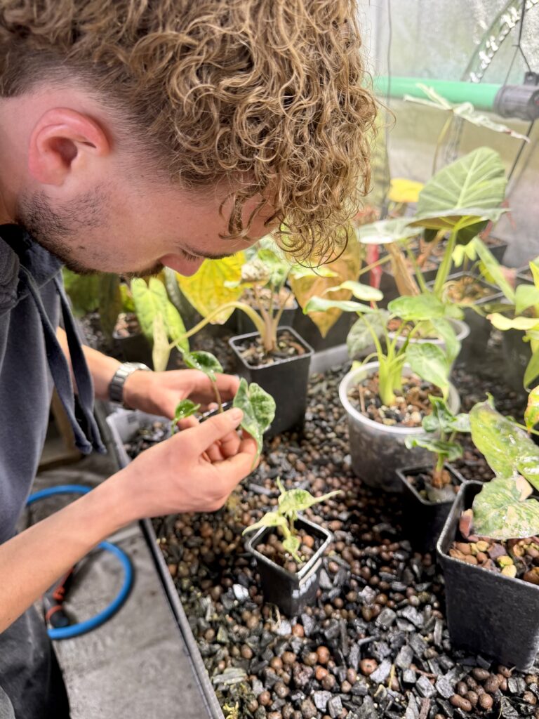 Guide d'entretien de l'alocasia