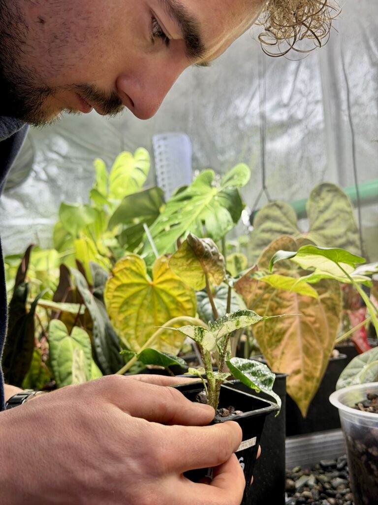 Substrat engrais alocasia