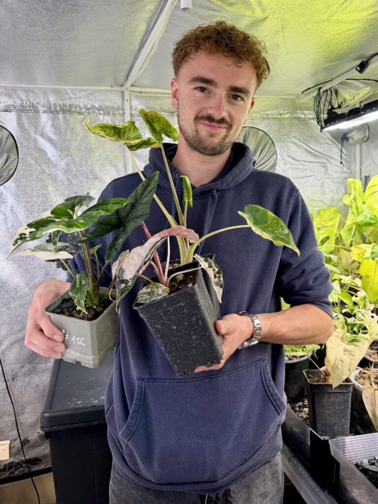 Thibault passionné alocasia