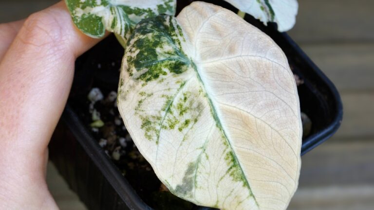 Tout savoir sur l&rsquo;entretien des Alocasia