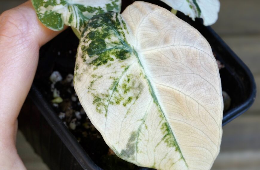 Tout savoir sur l&rsquo;entretien des Alocasia