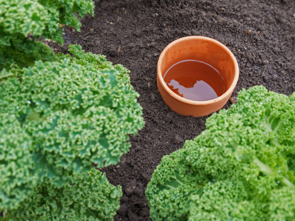 Olla arrosage économique jardin