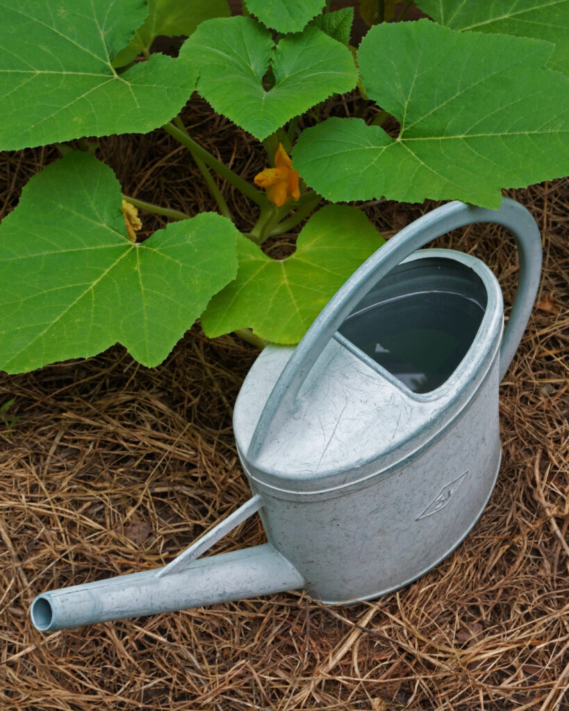 Recycler eaux du quotidien au jardin