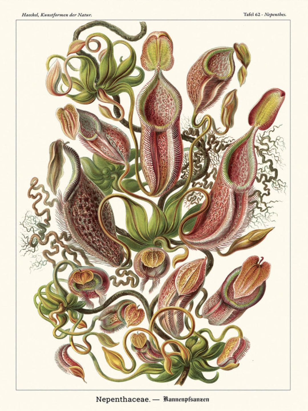 Affiche botanique Cartopolo