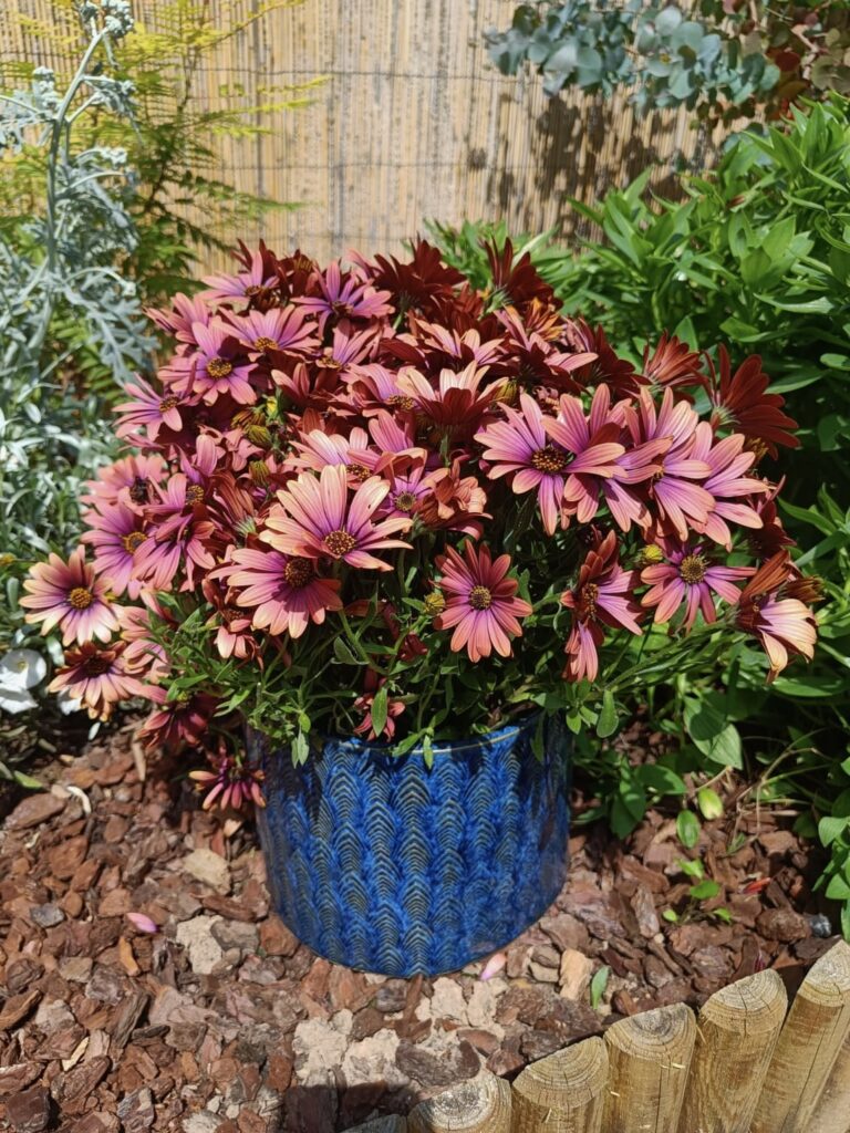 Céramique pot plantes Fèndu
