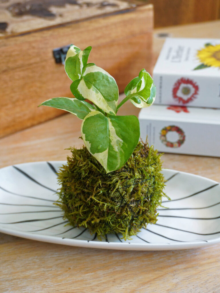 DIY comment fabriquer un kokedama