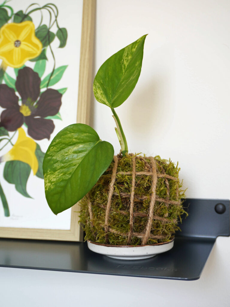 DIY comment réaliser un kokedama ou boule de mousse