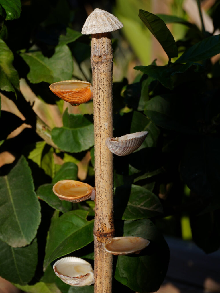 DIY fabriquer un abreuvoir à insectes avec des coquillages