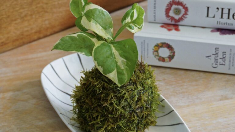 DIY – Comment créer un kokedama : le guide complet