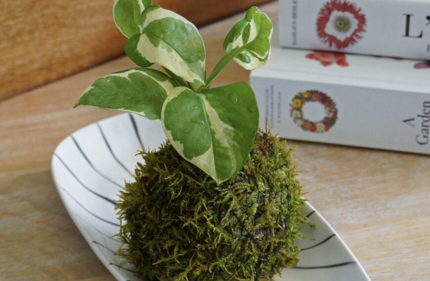 DIY – Comment créer un kokedama : le guide complet