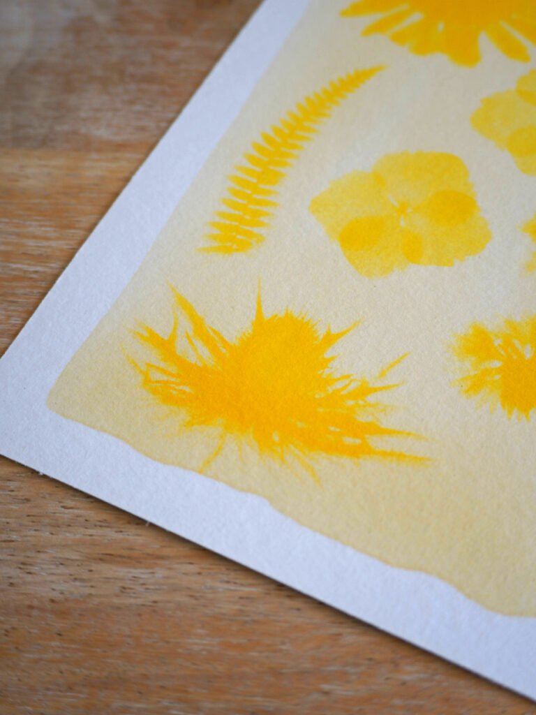 Cyanotype curcuma chardon