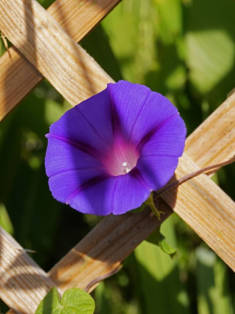 Ipomée plante grimpante annuelle