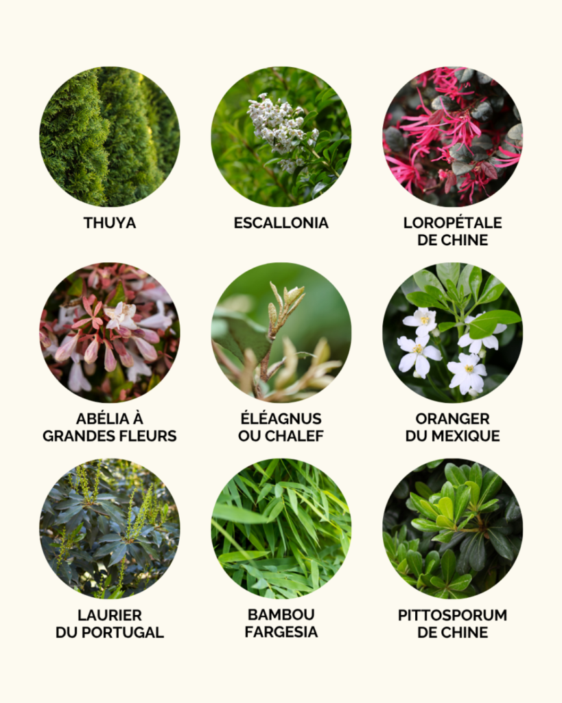 Quels arbustes planter pour ne plus voir ses voisins