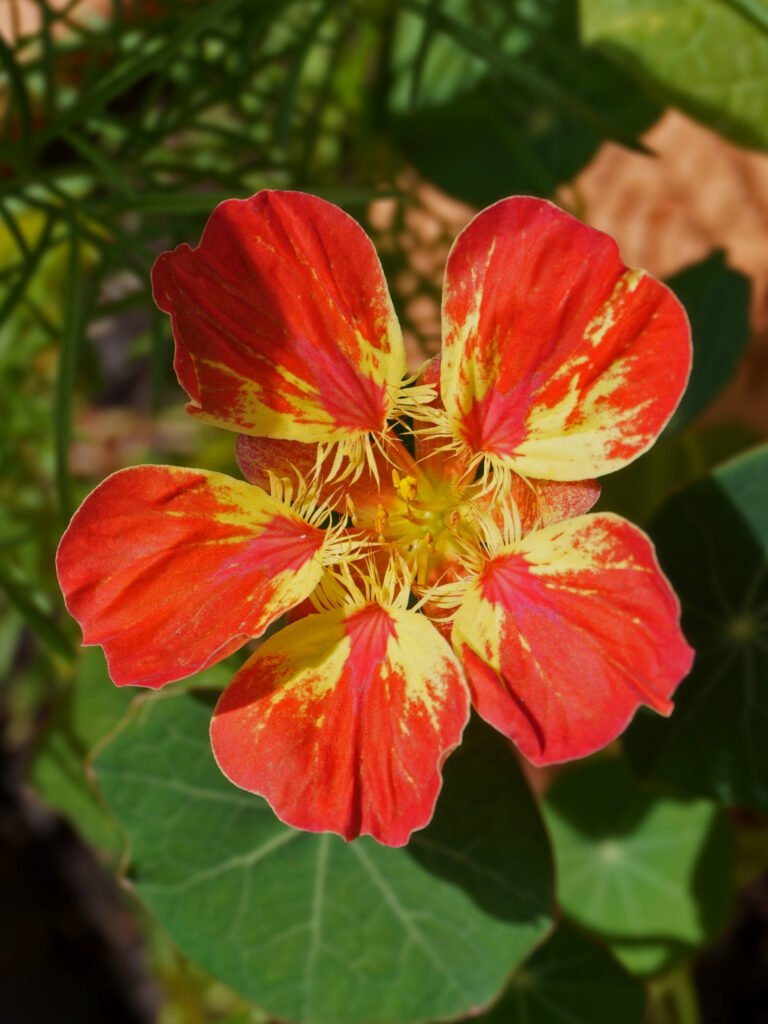 Capucine plante grimpante comestible