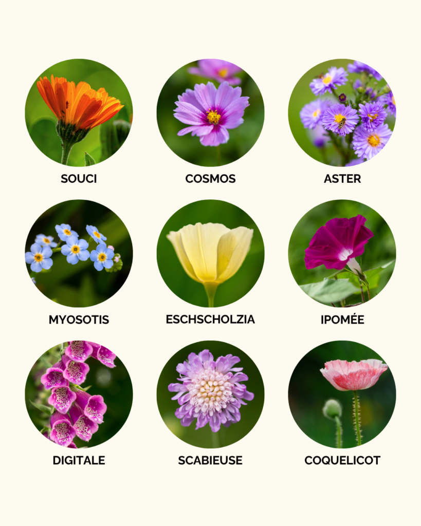 Les fleurs à ne planter qu'une seule fois au jardin