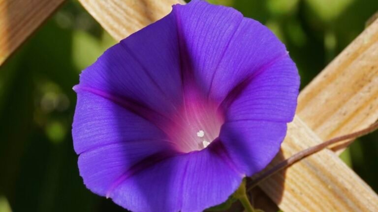 20 fleurs qui se ressèment toutes seules : plantez-les une fois !