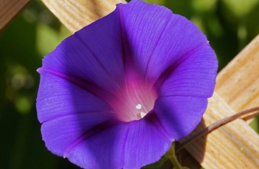 20 fleurs qui se ressèment toutes seules : plantez-les une fois !