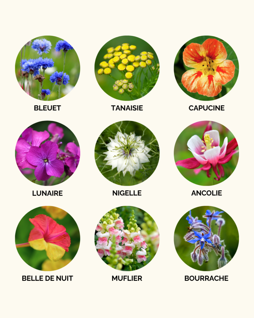Fleurs au semis spontané pour un jardin fleuri sans effort ni budget