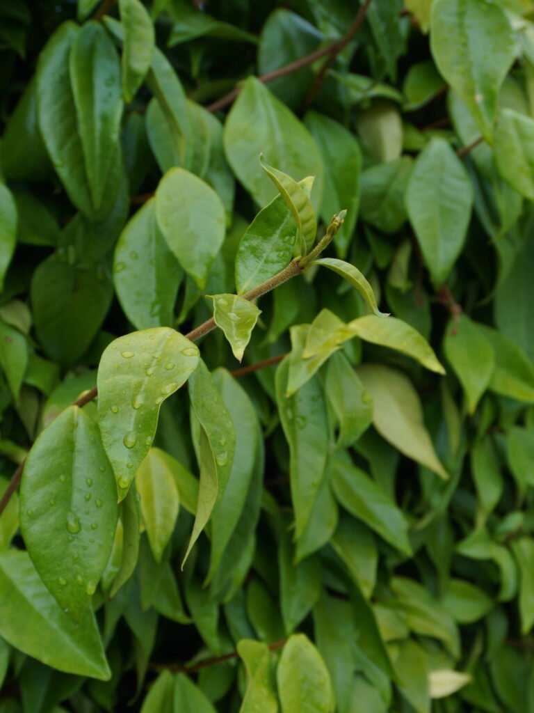 Ipomée plante grimpante vivace